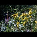 2005 07 30 31 Randonnees Italie Lac negre col fremamorte prefouns/S3700345