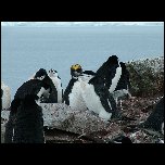 Antarctique Animaux/DSCF4415