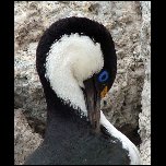 Antarctique/408