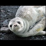 Antarctique/441