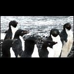Antarctique/442