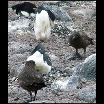 Antarctique/456