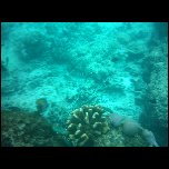 Indonesie/Indonesie Gili Lombok 02 Indonesie Gili Snorkeling IMAG0414