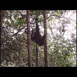 Indonesie/Indonesie Sumatra 02 Indonesia Bukit Lawang Trek IMAG0319