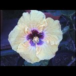 Polynesie Francaise/Fleurs 51 hibiscus