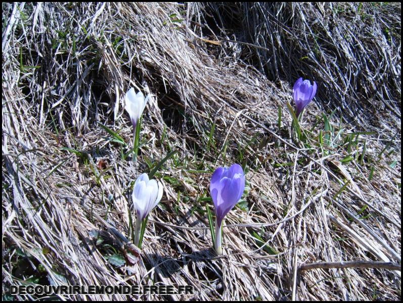 2005 05 05 Raquettes aux Gets/images/S3700191	