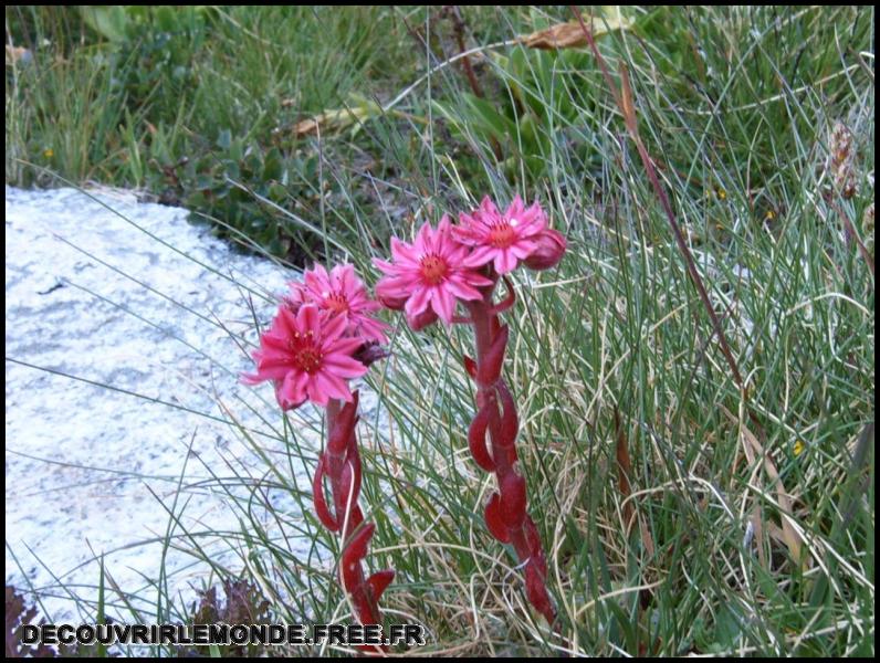 2005 07 30 31 Randonnees Italie Lac negre col fremamorte prefouns/images/S3700271	