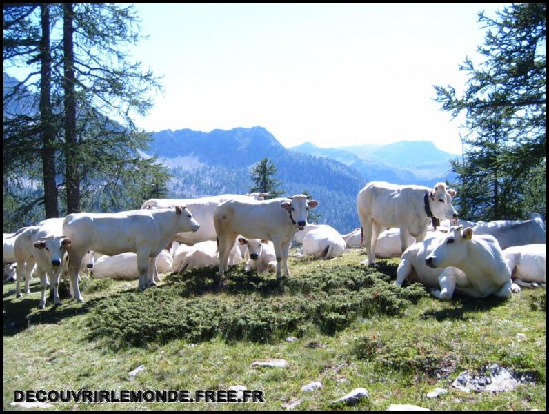 2005 07 30 31 Randonnees Italie Lac negre col fremamorte prefouns/images/S3700343	