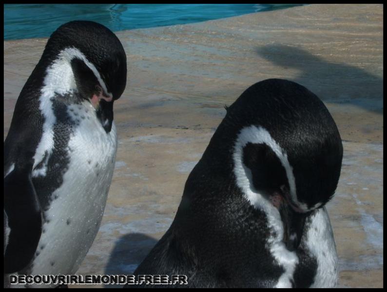 2005 10 01 Marineland/images/S3700098	