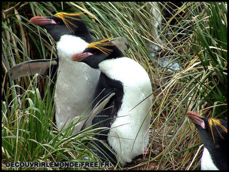 Antarctique/images/18	