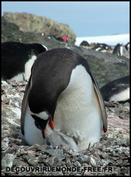 Antarctique/images/340	