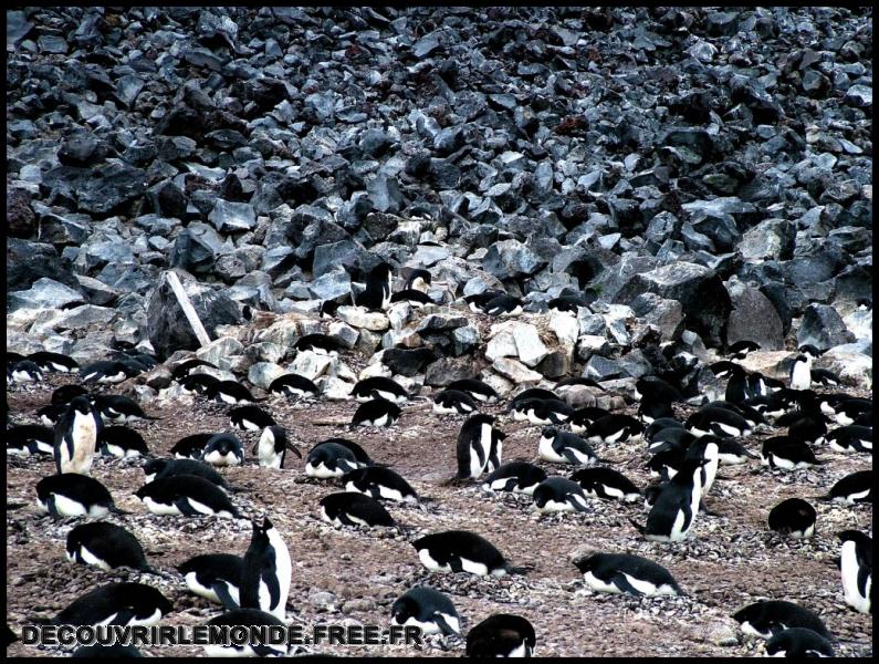 Antarctique/images/396	