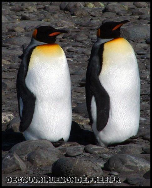 Antarctique/images/4	