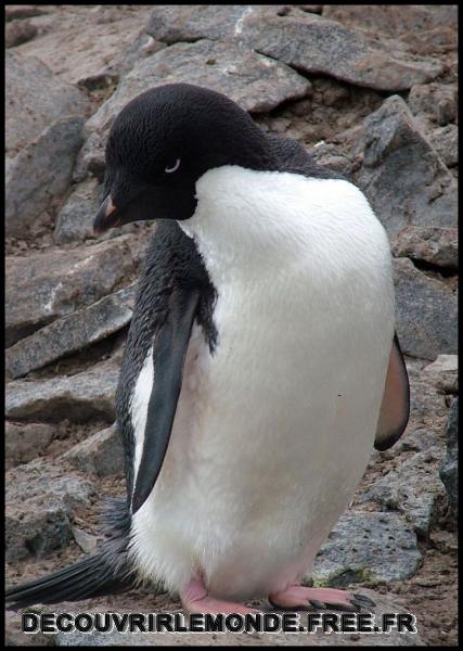 Antarctique/images/407	