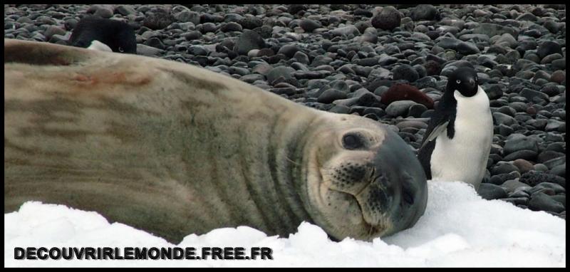 Antarctique/images/440	