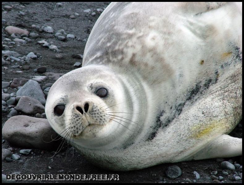 Antarctique/images/441	