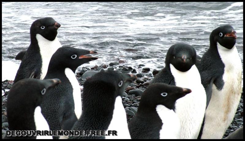 Antarctique/images/442	