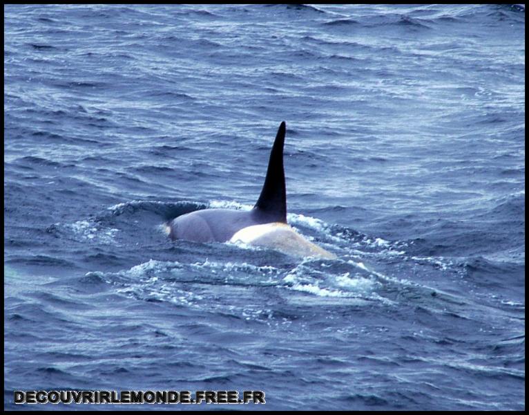 Antarctique/images/46	