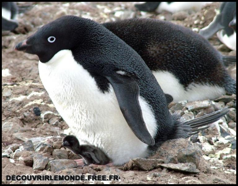 Antarctique/images/462	