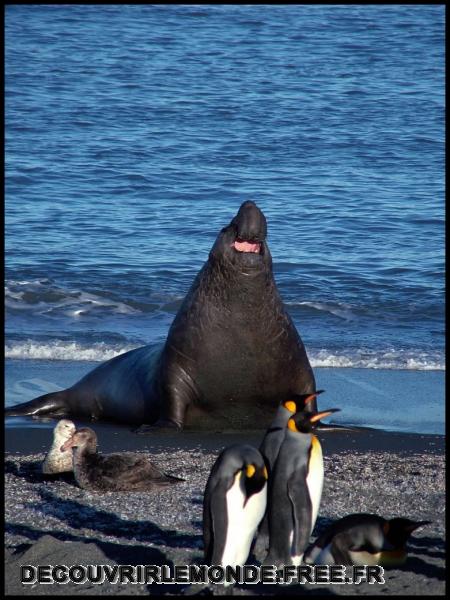 Antarctique/images/50	