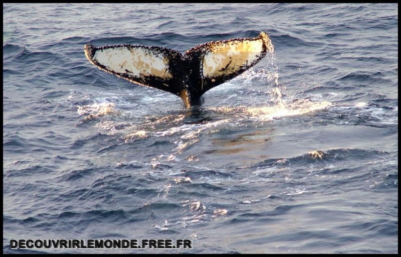 Antarctique/images/543	