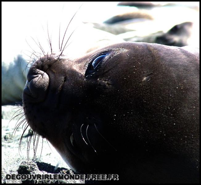 Antarctique/images/68	