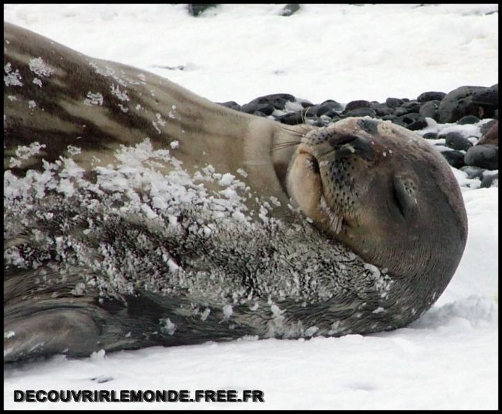 Antarctique/images/689	