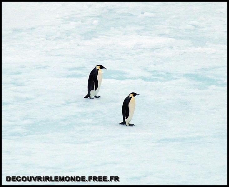 Antarctique/images/74	