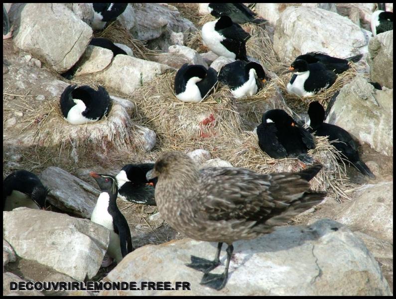 Antarctique Animaux/images/DSCF2984	