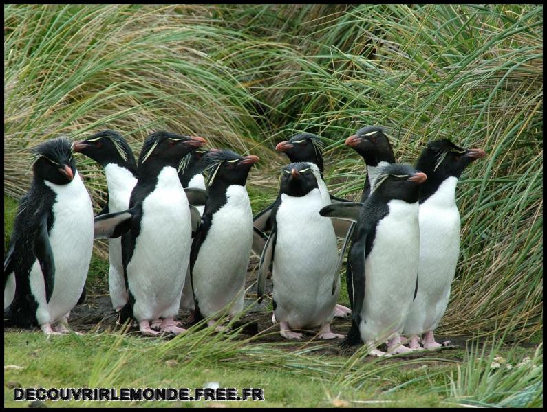 Antarctique Animaux/images/DSCF3005	