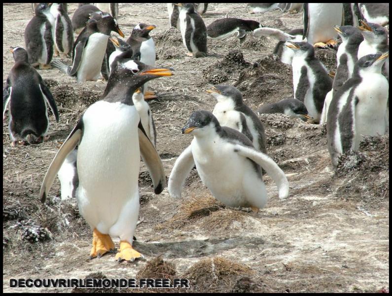 Antarctique Animaux/images/DSCF3139	