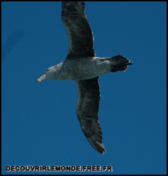 Antarctique Animaux/images/DSCF3226	