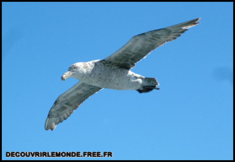 Antarctique Animaux/images/DSCF3234	