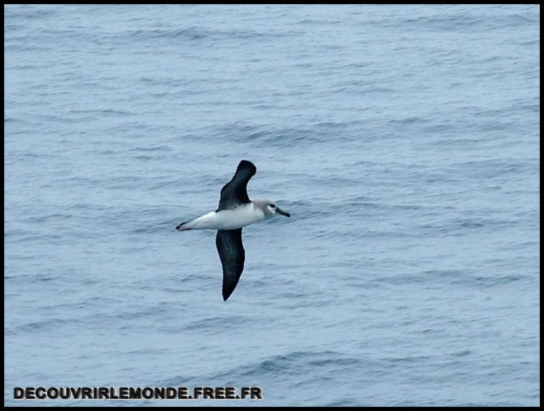 Antarctique Animaux/images/DSCF3633	