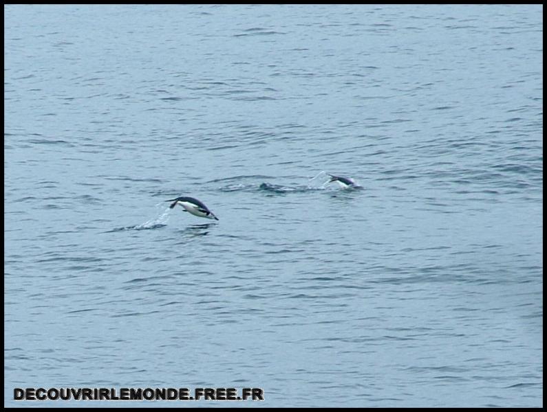 Antarctique Animaux/images/DSCF3691	