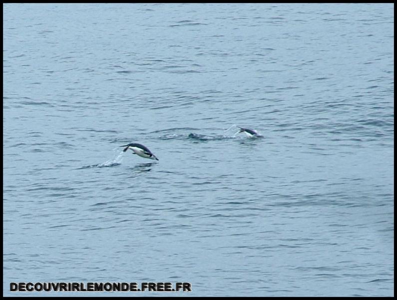 Antarctique Animaux/images/DSCF3691	