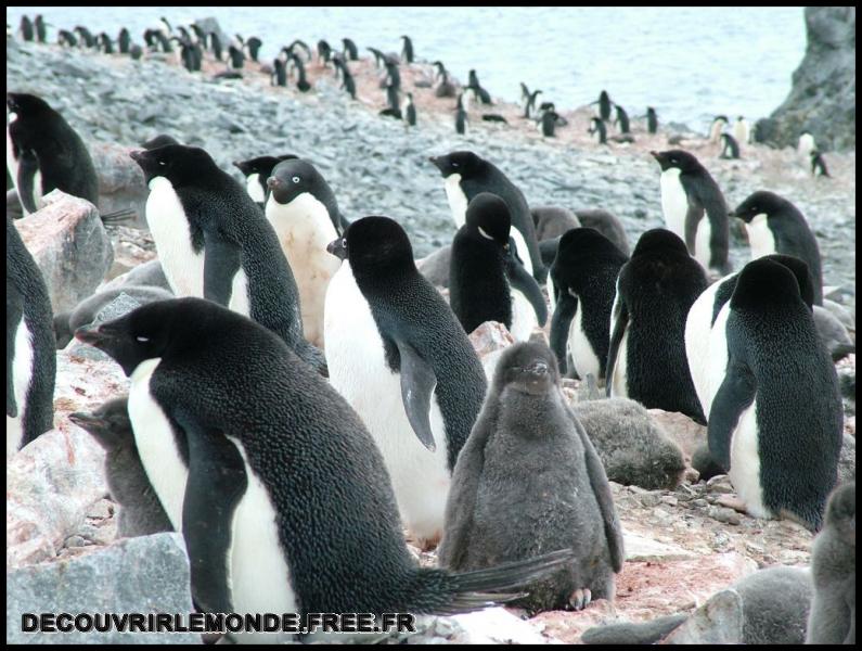 Antarctique Animaux/images/DSCF3844	