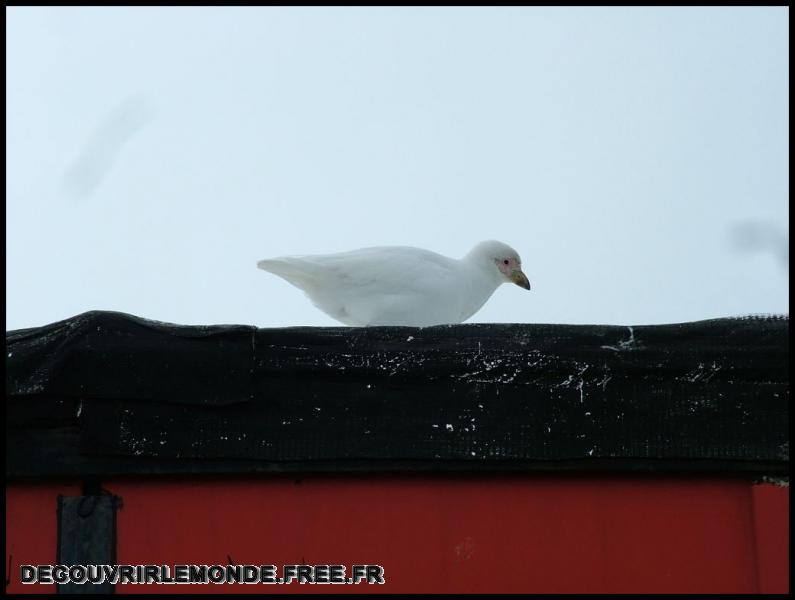 Antarctique Animaux/images/DSCF3870	