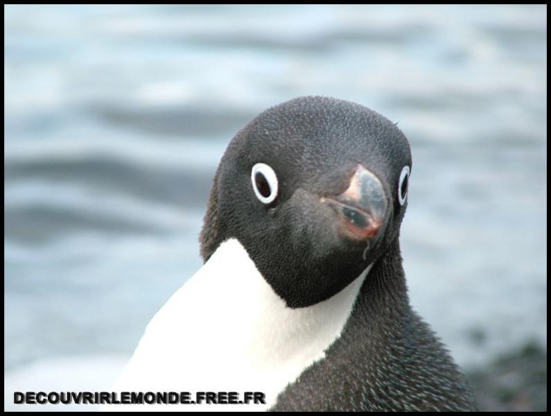 Antarctique Animaux/images/DSCF4279	