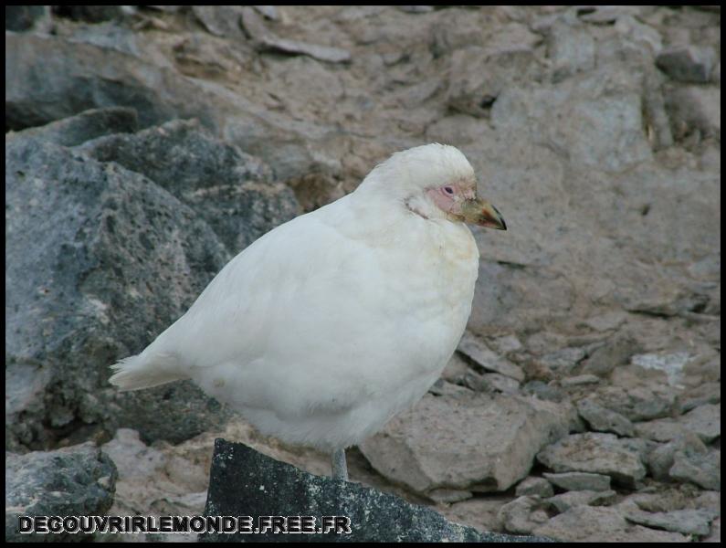 Antarctique Animaux/images/DSCF4317	