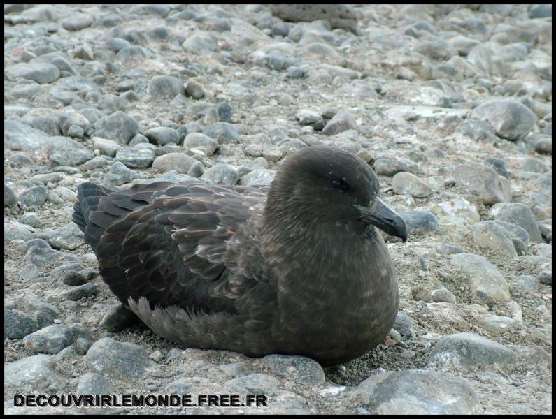 Antarctique Animaux/images/DSCF4329	