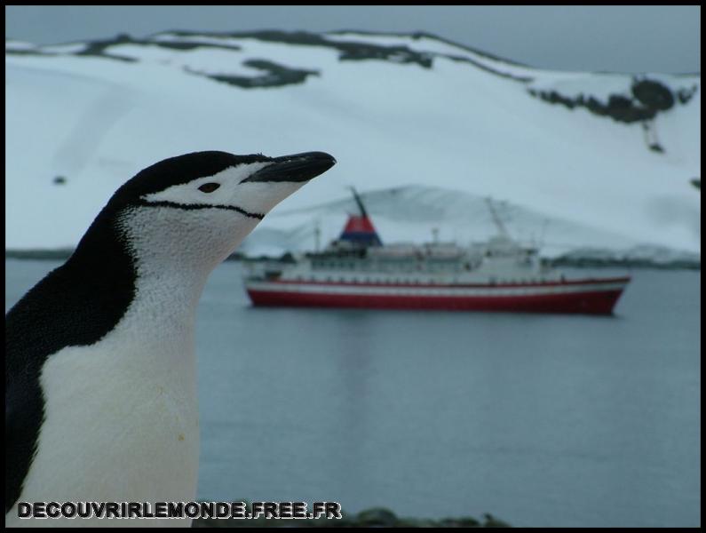 Antarctique Animaux/images/DSCF4384	