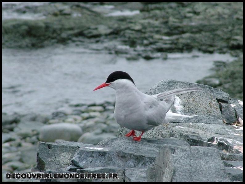 Antarctique Animaux/images/DSCF4430	