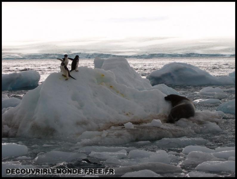 Antarctique Animaux/images/S3700081	