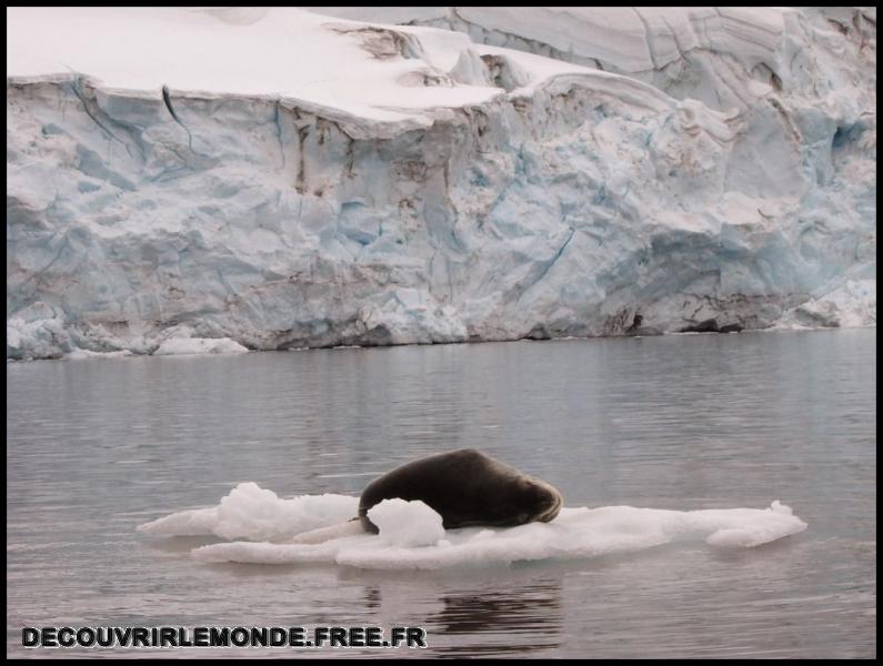 Antarctique Animaux/images/S3700162	