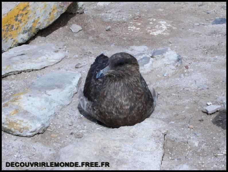 Antarctique Animaux/images/S3700237	