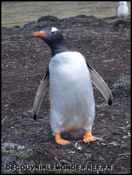 Antarctique Animaux/images/S3700261	