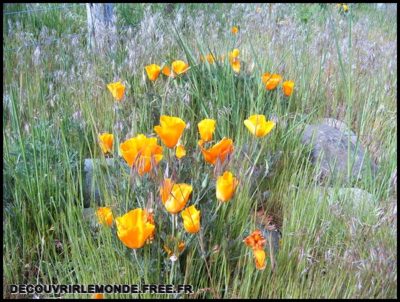 Argentine/images/05 Argentine San Martin NP Lanin S3700142	