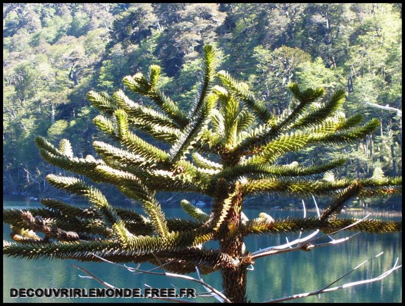 Chili/images/13 Chili NP Huerquehue Pucon S3700085	