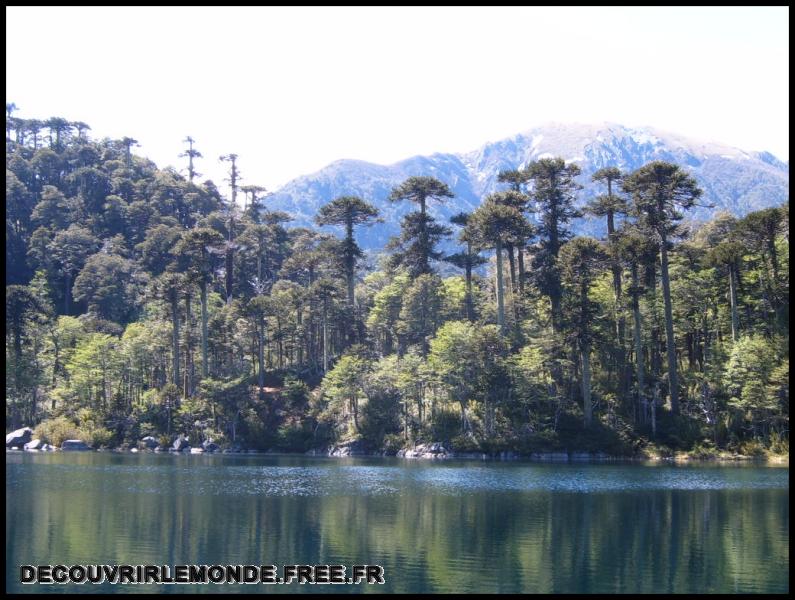 Chili/images/13 Chili NP Huerquehue Pucon S3700091	